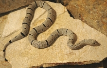 hueco female