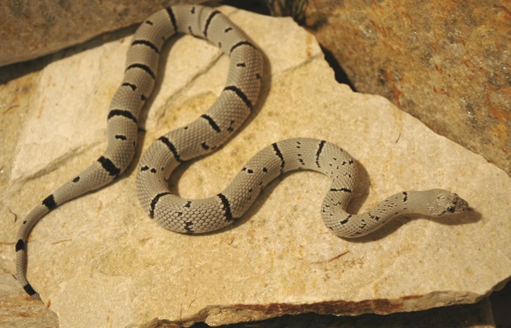 hueco female