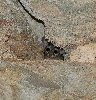 ringtail