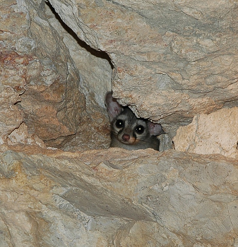 ringtail