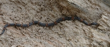 Sanderson female alterna