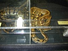 BHB Pinstripe BP