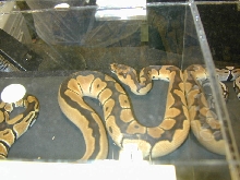 BHB Clown BP