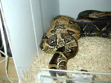 Breeding Pair BCI