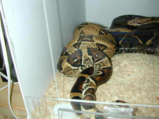 Breeding Pair BCI
