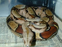 Male suri x bci