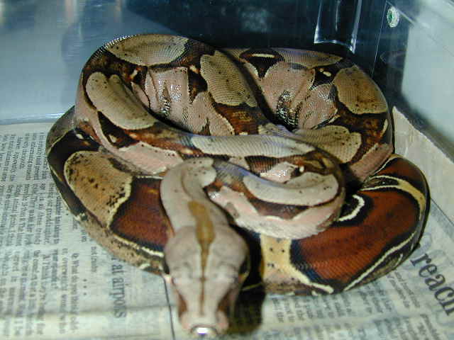 Male suri x bci