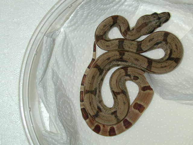 Female hypo BCI