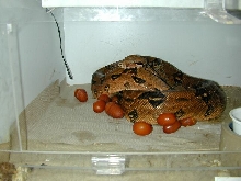 poss DBL Het Snow Female