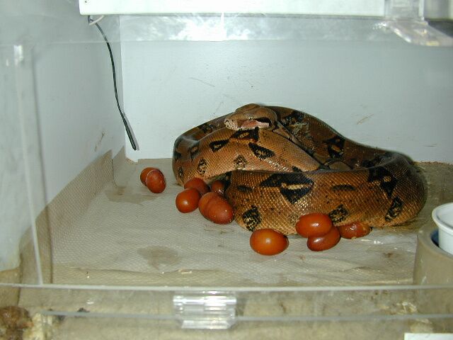 poss DBL Het Snow Female