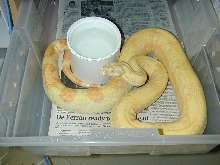 Kahl Albino 66% het stripe