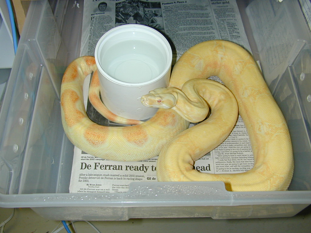 Kahl Albino 66% het stripe