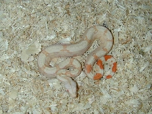 Baby Albino Kahl