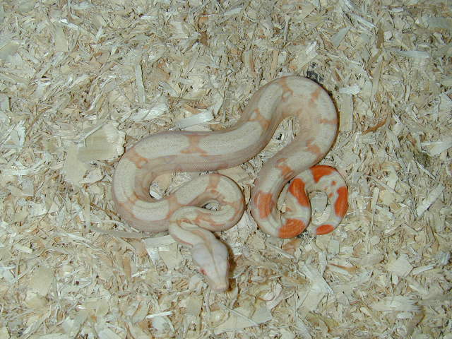 Baby Albino Kahl