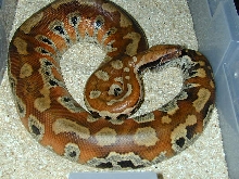 Blood Python