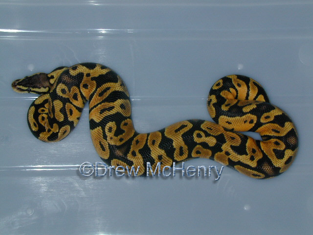 My Pastel BP