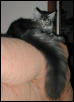 Gilda - Silver McTabby