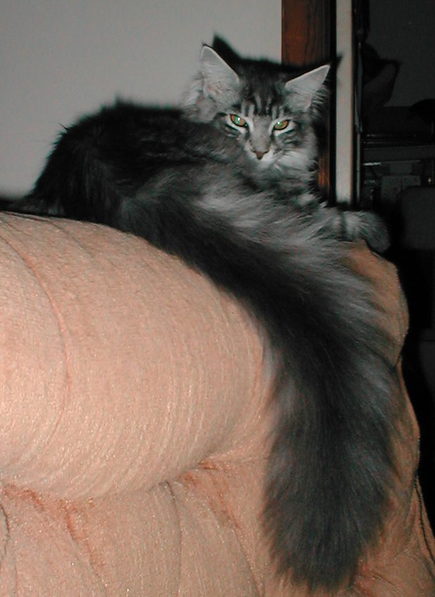 Gilda - Silver McTabby