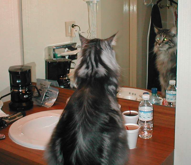 Mirror Image