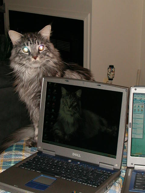 I Love My Dell