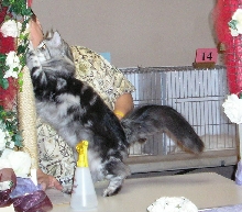 Judging Tonto