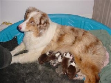 Star Puppies 8-12-07