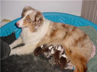 Star Puppies 8-12-07