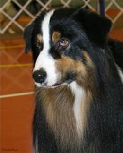 AKC/ASCA CH Desert Sky Playing for Keeps "Player"