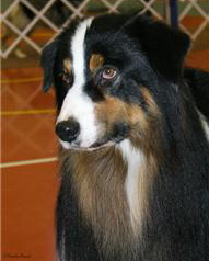 AKC/ASCA CH Desert Sky Playing for Keeps "Player"