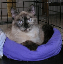 Meet Juliet Burke
