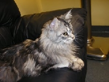 Tonto at the vets