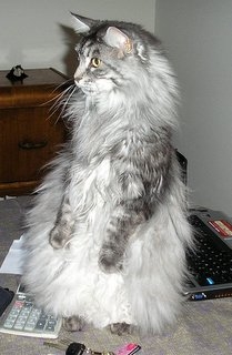 Maine Coon or Meerkat?