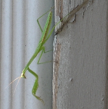 Mantis
