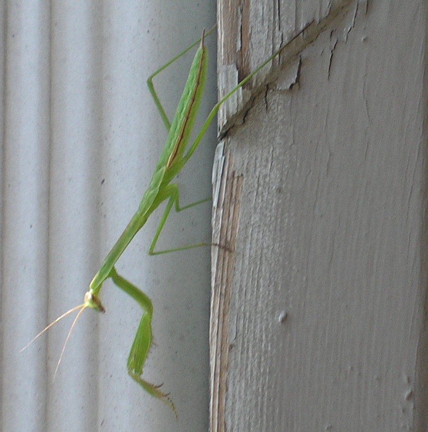 Mantis