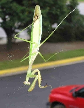 Another Mantis
