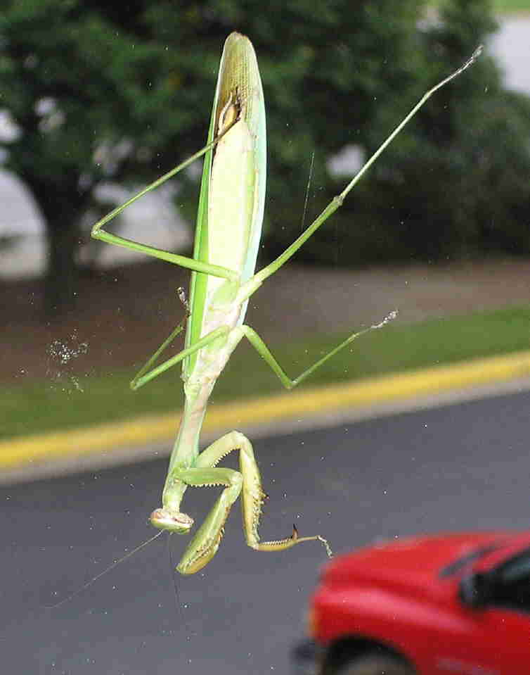 Another Mantis