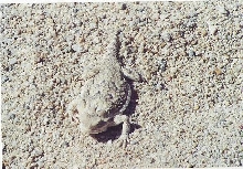 Female Desert Horned Lizard