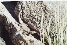 Chuckwalla in my hometown