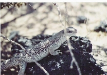 Desert Iguana