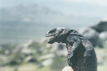 My old Chuckwalla Godzilla
