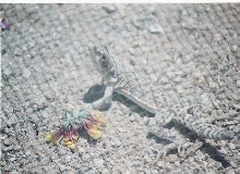 Lila, my old Leopard Lizard