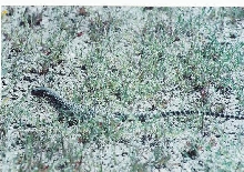 Wild Leopard Lizard