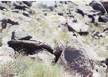 male and female Chuckwalla
