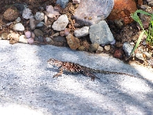 Sub-adult Yarrow's Spiny