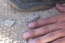 hatchling DHL
