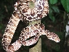 Corallus hortulanus