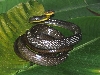 Amazonian whipsnake