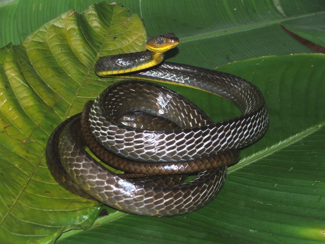 Amazonian whipsnake