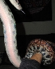 Pre-shed BRB