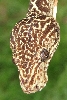 treeboa head